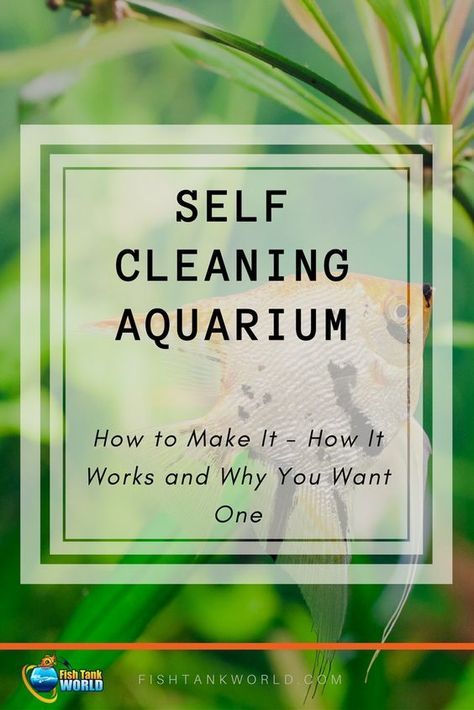 Self Cleaning Fish Tank, Fish Tank Cleaning, Amazing Aquariums, Diy Fish Tank, Self Sustaining, Tropical Fish Aquarium, Aquarium Terrarium, Fresh Water Fish Tank, Cleaning Fish