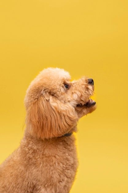 Contrast Photography, Cute Small Dogs, Yellow Animals, Dog Photoshoot, Dog Photograph, American Pitbull Terrier, Cute Puppy, Dog Photography, Front View