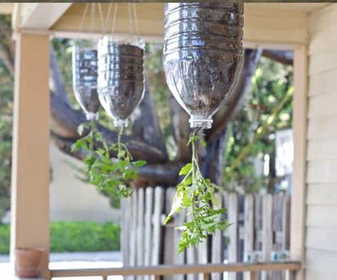 Gardening Ideas For Your Classroom | Teachers Lounge Plastic Bottle Garden, Tanaman Tomat, Plastic Bottle Greenhouse, Garden Diy Projects, Plastic Bottle Planter, Diy Plastic Bottle, Vertical Garden Diy, Recycled Garden, Bottle Garden