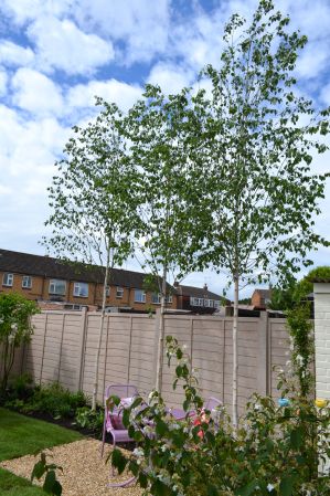 Birch Trees Garden, Bungalow Extensions, Small Yard, Birch Tree, Private Garden, Garden Fence, Dream Backyard, Small Garden, Front Garden