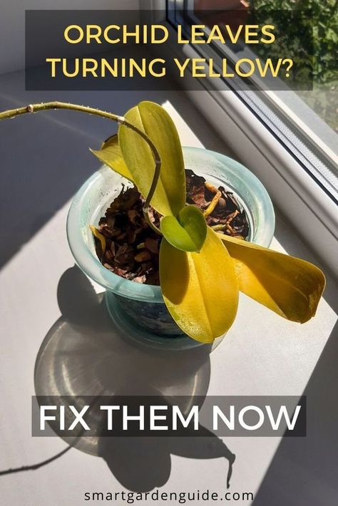 Yellow Orchid Leaves, Propagate Orchids From Leaves, My Orchid Has Yellow Leaves, Plant Leaves Problems, Yellow Leaves On Plants, Pruning Orchids, Orchid Leaves Turning Yellow, Cymbidium Orchids Care, Orchid Propagation