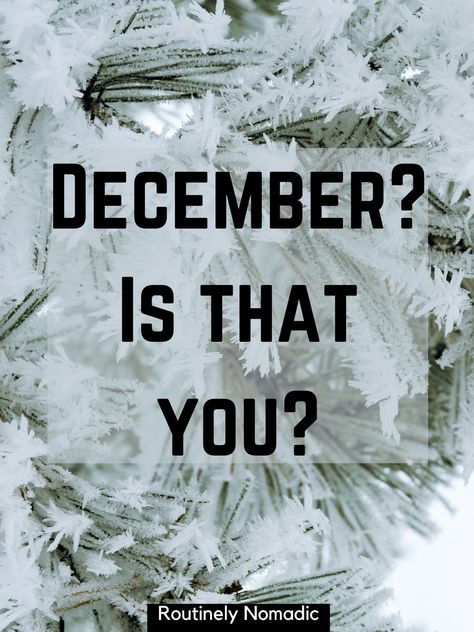 Funny December Quotes: 95 Funny December Sayings for a Festive Month | Routinely Nomadic December 1st Quotes Funny, December Funny Quotes, 31 December Quote New Years, December Quotes Funny, December Letter Board, December Sayings, Happy December Quotes, December Captions, December 1st Quotes