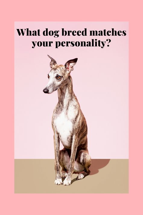 What Dog Should I Get Quiz, Which Dog Are You, Dog Breed Quiz, Dog Quiz, Types Of Dogs Breeds, Dog Match, Unique Dog Breeds, Human Personality, What Kind Of Dog