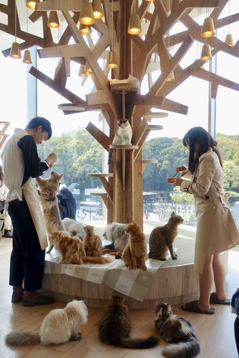 Pet Cafe, Cafe Japan, Visiting Japan, Cat Hotel, Cat Sanctuary, Kitty Cafe, Cat Lounge, Dog Cafe, Pet Hotel