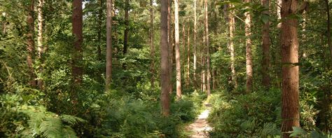 Forest Header, Random Header, Forest Houses, Forest Core, Twitter Backgrounds, Iphone Wallpaper Sky, Different Birds, Twitter Banner, Twitter Layouts