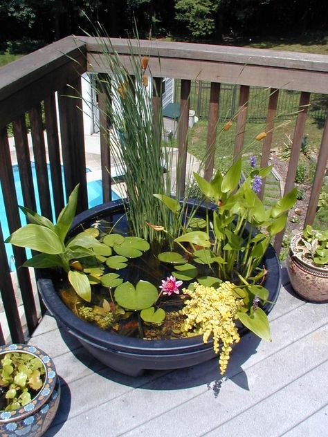 HGTV made this comprehensive guide to container water gardening. A pond in a pot requires little maintenance and is a great way for beginner's to grow their own green thumb. Container Pond, Tanaman Air, Watering Garden, Mini Pond, Container Water Gardens, Patio Pond, Moving Art, Taman Air, Modern Ideas