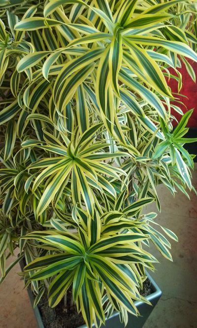 Indoor Tropical Plants, Tropical House Plants, نباتات منزلية, Inside Plants, Plant Decor Indoor, Plant Photography, Interior Plants, House Plants Decor, House Plant Care