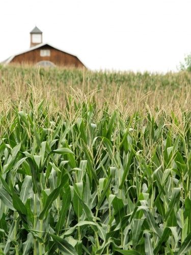 cornfields and large barns: a frequent site in Wisconsin. Corn Fields, Corn Field, Farm Living, Country Walk, Country Scenes, Farms Living, Down On The Farm, A Barn, Rural Life