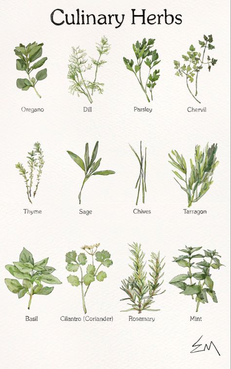 Herbology Drawings, Herb Sketches Botanical Illustration, Botanical Illustration Vintage Herbs, Botanical Illustration Aesthetic, Herbs Botanical Illustration, Vintage Plant Drawing, Scientific Plant Illustration, Herb Drawings Botanical Illustration, Over The Garden Wall Watercolor