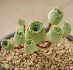 Kaktus Dan Sukulen, Succulent Gardening, Unusual Plants, Cactus Y Suculentas, Cactus Garden, Cactus Flower, Cactus And Succulents, Succulents Garden, Cacti And Succulents