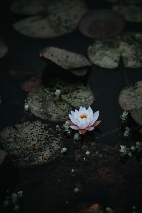 Om Mani Padme Hum Wallpaper, Phone Photography Tricks, Lotus Image, Lotus Flower Wallpaper, Lotus Wallpaper, Spiritual Pictures, Lotus Flower Pictures, White Lotus Flower, Dark Flowers