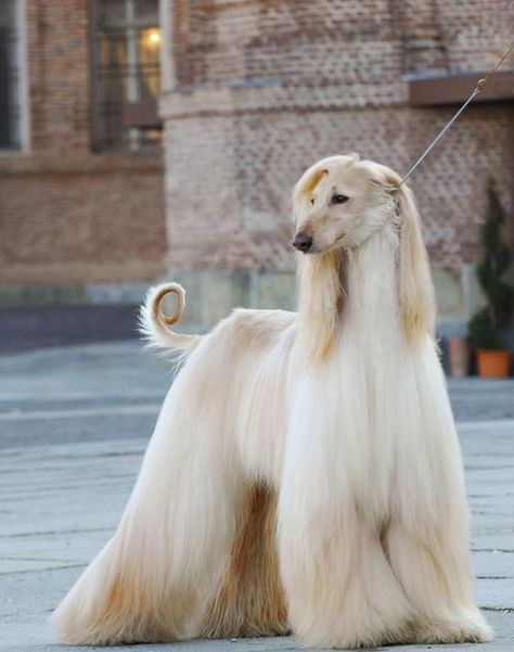 15 Interesting Hairstyles For Afghan Hounds Hound Dog Breeds, Afghan Hounds, Regnul Animal, Monthly Box, Afghan Hound, High Maintenance, Large Dog Breeds, Hound Dog, Beautiful Dogs