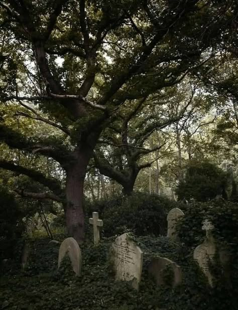 Graveyard Aesthetic, Eco Goth, Southern Gothic Aesthetic, Cemeteries Photography, Old Cemetery, Goth Gifts, Highgate Cemetery, Ange Demon, Goth Witch