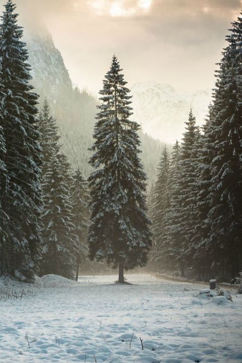 Winter Schnee, Winter Szenen, Tree Houses, Winter Magic, Winter Beauty, Tree Forest, Winter Wonder, Pine Trees, Winter Landscape