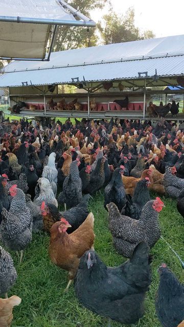 Farmher Tiffany on Instagram: "Flashback to green grass. We welcomed the first day of August with some rain which was really nice. Hope it's a good sign and we will finally see an end this drought. . . #farm #farmlife #chicken #pastureraised #pasturerotation #sonomacountry #californiaagriculture" Poultry Farm Buildings, Chicken Anatomy, Poultry Farm Design, Animals Name In English, Hen Farm, Poultry Farming, Goat Barn, Farm Chicken, Chicken Coop Run