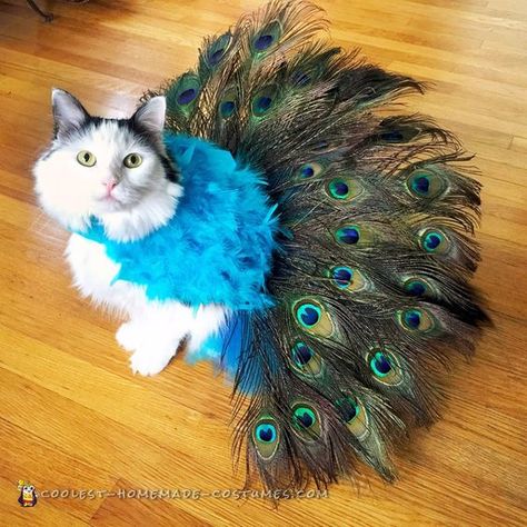 Best Dog Halloween Costumes, Cute Cat Costumes, Cat Costume Diy, Tierischer Humor, Chat Diy, Cat Dressed Up, Chat Halloween, Pet Halloween Costumes, Cat Halloween Costume