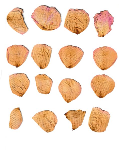 flower petals scan Mark Dion, Wilted Rose, Wilted Flowers, Flower Pedals, Real Rose Petals, 1 September, Flowers Petals, Yard Project, Experimental Photography