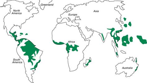 Tropical rainforests are found near the equator. They can be found in northern South America, Central America, mid-western Africa, and Indonesia. Rainforest Map, Biome Project, Rainforest Project, Biomes Project, Rainforest Biome, Columbia South America, North Asia, Geography Activities, South America Map