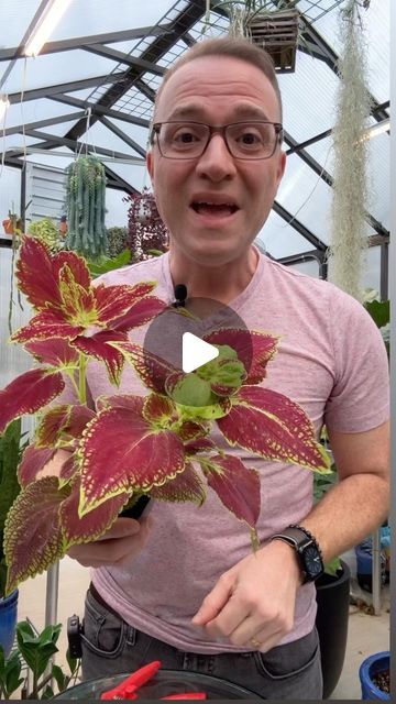 Coleus Propagating, Propagate Coleus, Coleus Plants, Plant Cuttings, Propagating Plants, Gardening Tips, Crochet, Plants, On Instagram