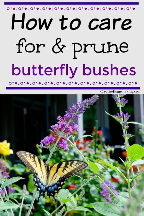 Easy tips for caring for and pruning butterfly bushes. #garden #gardening #creativehomemaking #gardentips Easy Flowers To Grow Outdoors, Pruning Butterfly Bush, Butterfly Bush Care, Easy Flowers To Grow, Butterfly Bushes, Grow Butterflies, Butterfly Garden Plants, Butterfly Garden Design, Bush Garden