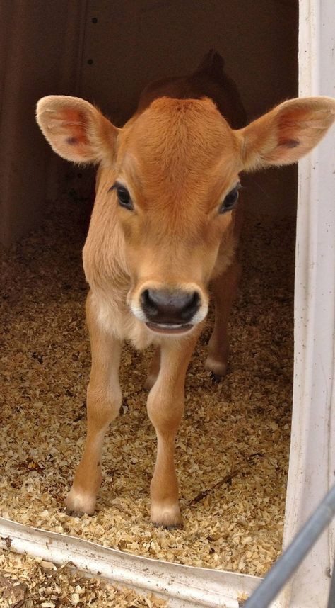 Jersey Cow, Fluffy Cows, Cow Pictures, Cow Calf, Pet Animals, Dairy Cows, Baby Cows, Cute Cows