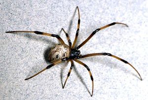 Natural Spider Repellant, Dangerous Spiders, Poisonous Spiders, Spiders Repellent, Recluse Spider, Brown Recluse Spider, Spider Venom, Spider Species, Get Rid Of Spiders