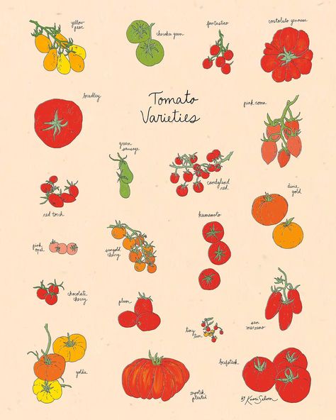 Soooo excited to share with you the first piece from my newest collection, Kaari’s Kitchen! This “Tomato Varieties” illustration was an absolute blast to research and draw. There are so many varieties out there with a diverse range of colors and shapes, perfect for a poster style drawing. While drawing this, I found myself nostalgic for those late summer days where the tomatoes are suddenly ripe and you find yourself planning out so many recipes to showcase their short-lived, tomatoey goodn... Cherry Tomato Illustration, Tomato Drawings, Tomato Doodle, Painted Tomatoes, Tomato Sketch, Tomato Decor, Citrus Drawing, Veg Illustration, Tomatoes Drawing