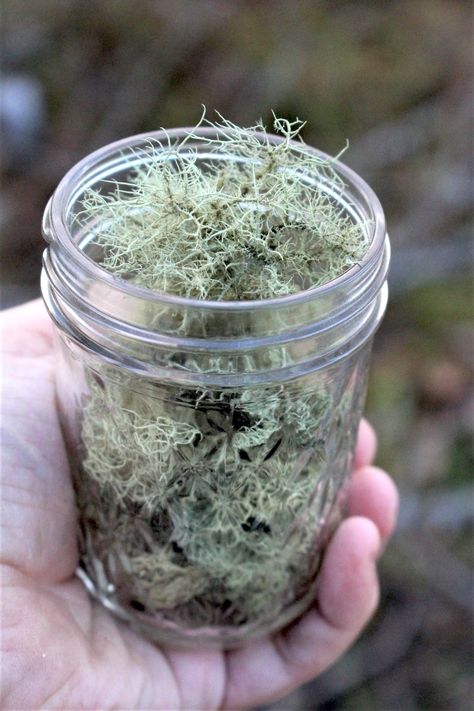 How To Make Usnea Tincture, Usnea Tincture Benefits, Usnea Benefits, Usnea Salve, Usnea Tincture, Usnea Lichen, Plants Healing, Foraging For Beginners, Foraging Plants