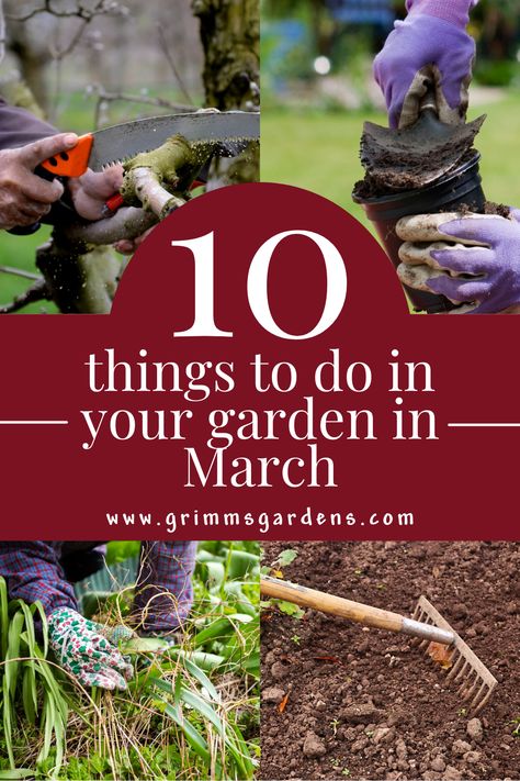 This photo features four background images of people doing different gardening tasks: trimming branches, filling flower pots with soil, weeding and raking soil. Text overlay reads "10 things to do in your garden in March" sourced from www.grimmsgardens.com Vegetable And Flower Garden, Gardening Checklist, Spring Vegetable Garden, Garden Checklist, Garden Prepping, Lawn Landscape, Early Spring Flowers, Gardens Flowers, Spring Gardening