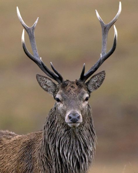 animals on Instagram: “There are over 60 different species of deer worldwide. Deer are present on all continents except Antarctica. They can live in a range of…” Stag Photo, Hirsch Tattoo Frau, Deer Portrait, Hirsch Silhouette, Deer With Antlers, Deer Face, Deer Wallpaper, Deer Horns, Wild Deer