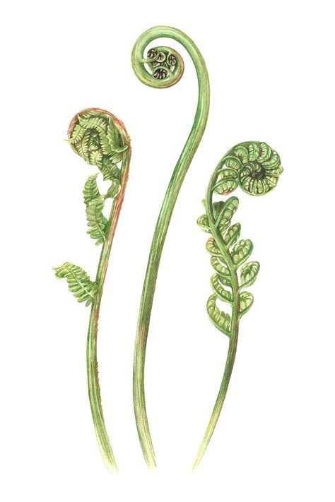 Tree Fern Tattoo, Fiddlehead Fern Illustration, Fiddlehead Fern Art, Fiddlehead Tattoo, Fiddlehead Fern Tattoo, Fern Reference, Fern Sketch, Fiddle Head Fern, Crown Shyness