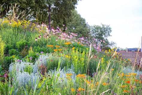 Favorite Native Plant Combinations: Experts Share the Best Plant Pairings Plant Pairings, Pollinator Garden Design, Native Plant Landscape, Prairie Garden, Waterwise Garden, Native Plant Gardening, Live Oak Trees, Gardening Trends, Perennial Shrubs