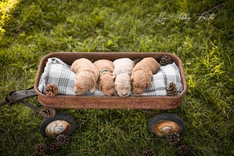 Young Goldendoodle Puppies | Puppy Photography | @byabbyfaith Puppy Picture Ideas To Sell, Newborn Puppy Pictures, Newborn Puppy Photoshoot Ideas, Puppy Litter Photoshoot Ideas, New Puppy Photoshoot, Puppy Photoshoot Ideas, Puppy Photoshoot, Frenchie Puppies, Pet Portraits Photography