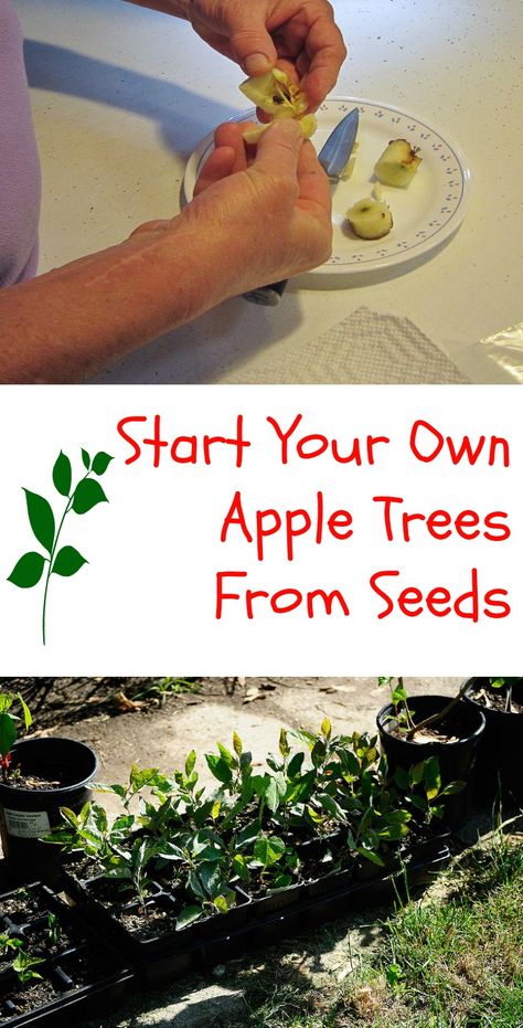 Start Your Own Apple Trees From Seeds Apple Trees From Seeds, When To Plant Vegetable Garden, Plant Vegetable Garden, Apple Tree From Seed, Growing Fruit Trees, When To Plant, Apple Trees, Organic Vegetable Garden, Apple Seeds