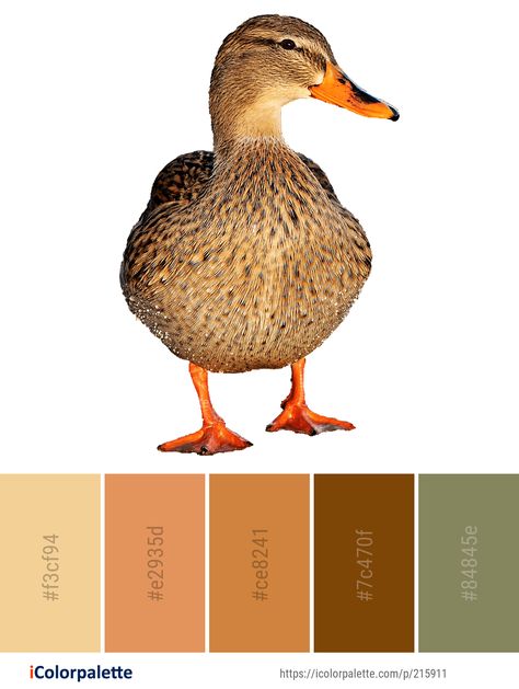 Color Palette ideas #icolorpalette #colors #inspiration #graphics #design #inspiration #beautiful #colorpalette #palettes #idea #color #colorful #colorscheme #colorinspiration #colorcombinations #colorcombos Duck Color Palette, Call Duck Colors, Deer Color Palette, Bird Colour Palette, Birds Color Palette, Irish Elk, Duck Bird, Ugly Duckling, Nature Color Palette