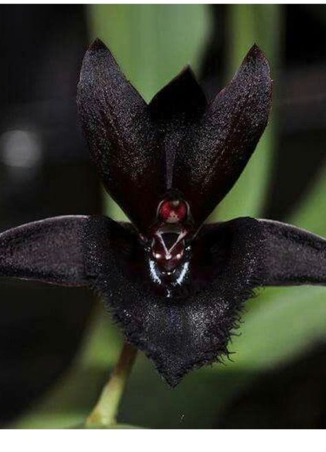 Scary but somehow beautiful #black Orchid# Orchid Varieties, Gothic Flowers, Goth Garden, Strange Flowers, Rare Orchids, Gothic Garden, Black Garden, Dark Flowers, Unusual Plants