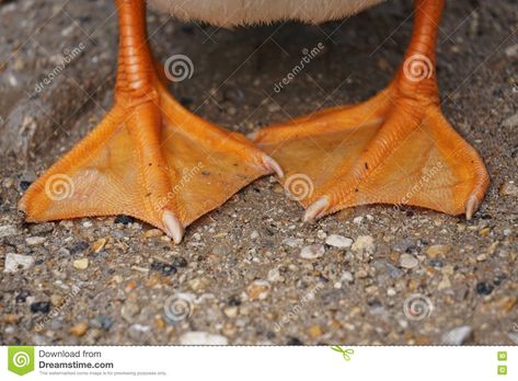 Duck Feet stock image. Image of cute, orange, bird, duck - 73653399 Ducks, Doodles, Drawing Of Duck, Beauty Fotografie, Duck Feet, Realistic Drawing, Orange Bird, A Duck, Realistic Drawings