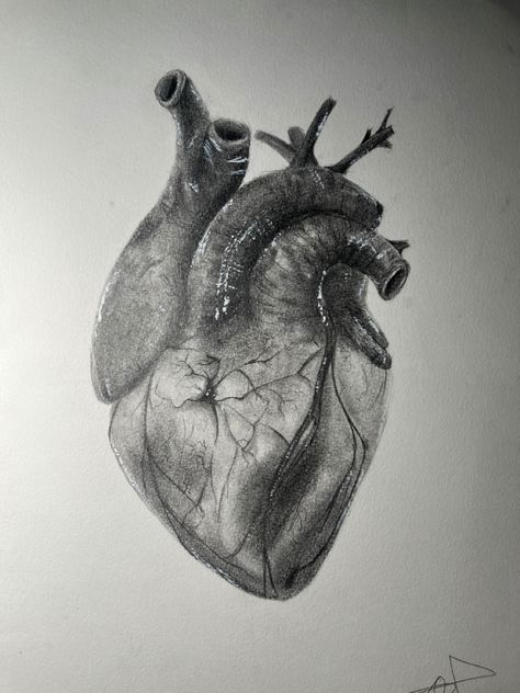 Realistic Heart Reference, Heart Real Drawing, Real Human Heart Anatomy, Real Heart Anatomy, Real Heart Sketch, Anatomical Drawings Medical, Anatomy Heart Drawing, Realistic Heart Sketch, Atomically Correct Heart