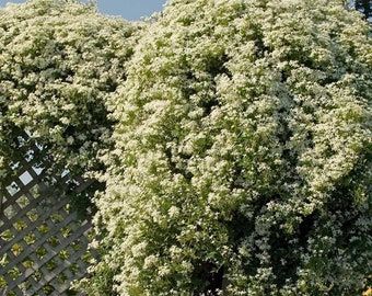 Clematis Paniculata, Cypress Vine, Sweet Autumn Clematis, Autumn Clematis, Southport Nc, Growing Vines, Virginia Creeper, Clematis Vine, Plant Protection