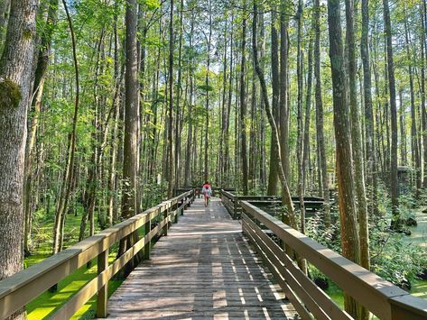 Alapaha Trail Wild Adventures Theme Park Valdosta, GA Georgia Swamp Adventure #georgia #exploregeorgia #familytravel Wild Adventures Theme Park, Explore Georgia, Giraffe Feeding, Valdosta Georgia, Southern Mansions, Animal Experiences, Adventure Theme, Florida Georgia, Family Getaways