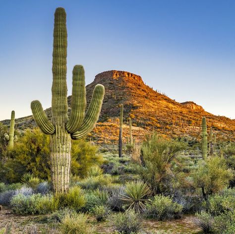 Dream holiday destinations - Dream holidays Desert Aesthetic, Family Ski Trip, Visit Arizona, Plant Fungus, Spring Break Trips, Desert Dream, Desert Life, Wild Forest, Desert Art