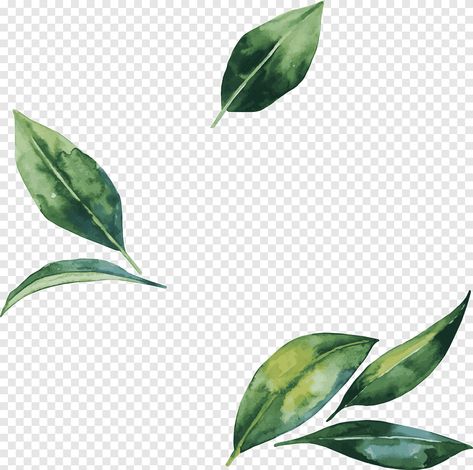 Watercolor Essentials, Green Leaf Watercolor, Leaf Png, Leaf Watercolor, Flower Background Iphone, Watercolor Leaf, Leaves Png, Green Painting, Leaves Watercolor