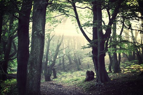 A Welsh forest Welsh Forest, Prydain Chronicles, Forest Walk, Wet Felting, Wales, Photo Sharing, Trees, Forest, Plants