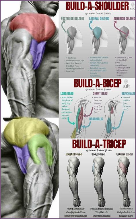 Fit and flexible lifestyle. Big Biceps Workout, Yoga Box, Big Biceps, Gym Workout Chart, Biceps And Triceps, Weight Training Workouts, Workout Chart, Triceps Workout, Biceps Workout