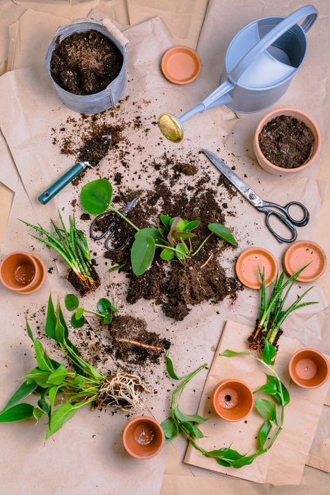 How to Propagate Plants? Cloning Plants, Seed Propagation, Plant Workshop, Propagate Plants, Air Layering, Asparagus Beans, Crop Production, Healing Garden, Plant Propagation