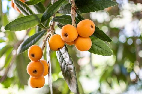 How to grow and care for a loquat tree Calamondin Orange Tree, Loquat Fruit, Japanese Apricot, Golden Berry, Loquat Tree, Japanese Plum, Orange Water, Orange Plant, Healthy Cholesterol Levels