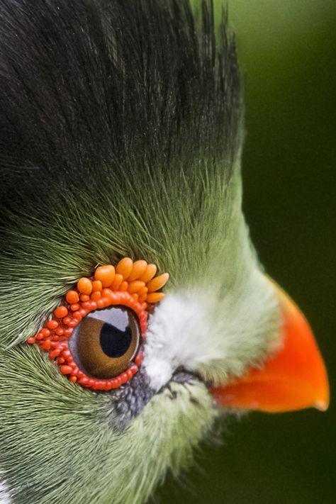 White Parrot, Pets Photography, Regard Animal, Weird Birds, Closeup Photography, Birds Photography Nature, Wildlife Artwork, Bird Photos, Exotic Bird