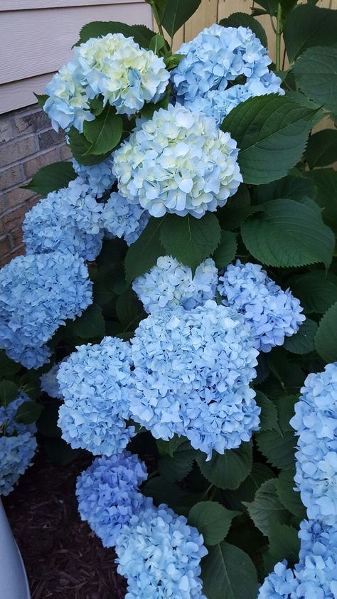 Flowers Hydrangea, Hydrangea Aesthetic Wallpaper, Hydrangea Blue, Hydrangea Aesthetic, Aesthetic Hydrangea, Blue Hydrangea Wallpaper Iphone, Baby Blue Hydrangea, Hydrangea Photos, Blue Hortensia