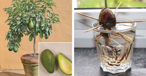 How to grow an endless supply of avocados at home Avocado Farm, Avocado Uses, Avocado Plant, Avocado Seed, Avocado Tree, Stuffed Avocado Healthy, Power Foods, Herbs Indoors, Fresh Vegetables