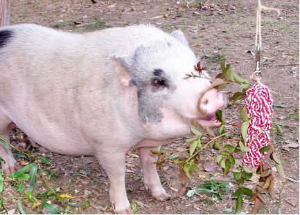 Pig Enrichment Ideas Diy, Diy Pig Toys, Alpaca Enrichment, Pig Toys Diy, Tortoise Enrichment, Potbellied Pigs, Pig Activities, Pig Enrichment, Mini Potbelly Pigs